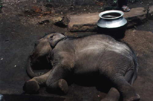 Elefantbaby in trainingscamp in Tamil Nadu