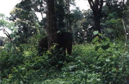 Elefantenbulle in Nationalpark in Tamil Nadu