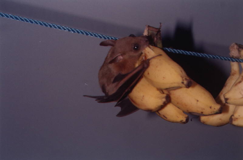 Fledermaus beim Essen unserer wegen der Ameisen und Kakalaken aufgehängten Bananen