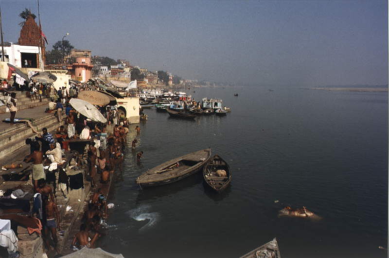 Tote Kuh treibend im 'klaren' Wasser des Ganges