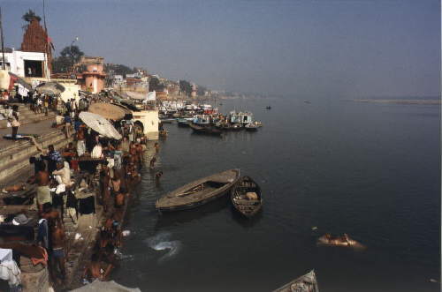 Tote Kuh treibend im 'klaren' Wasser des Ganges