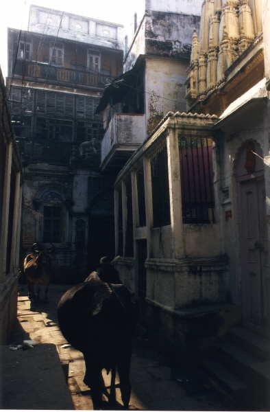 Even in the small gangways of Varanasi you see cows everywherev